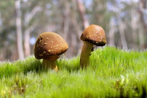 世界排球锦标赛：替补轮换深度成为冠军争夺决定因素，世界排球锦标赛规则